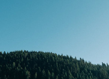 Plant A Tree And Offset E-Waste